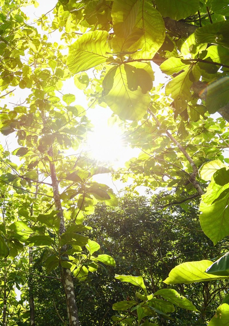 Young forest canopy