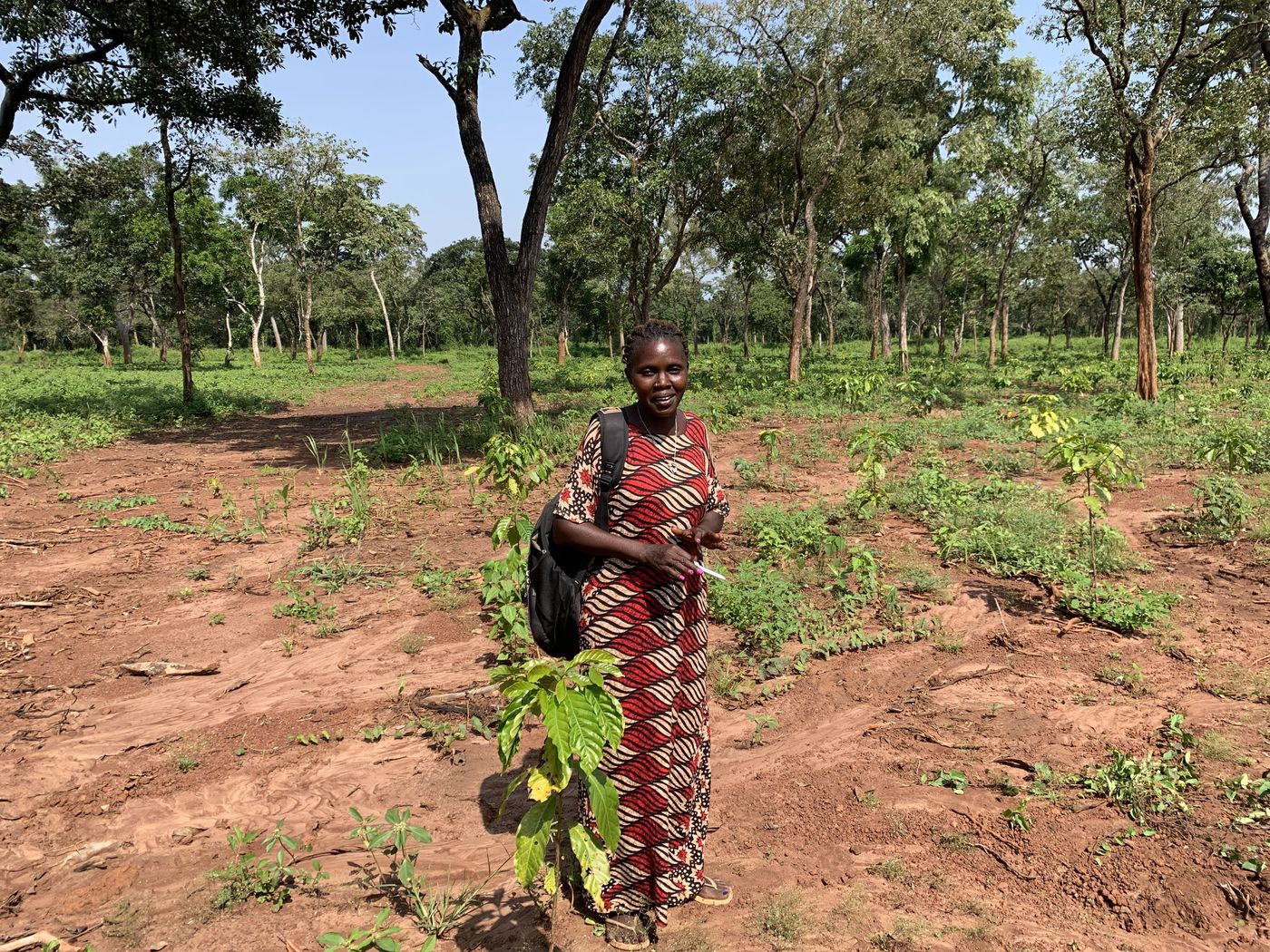 Agroforestry plot