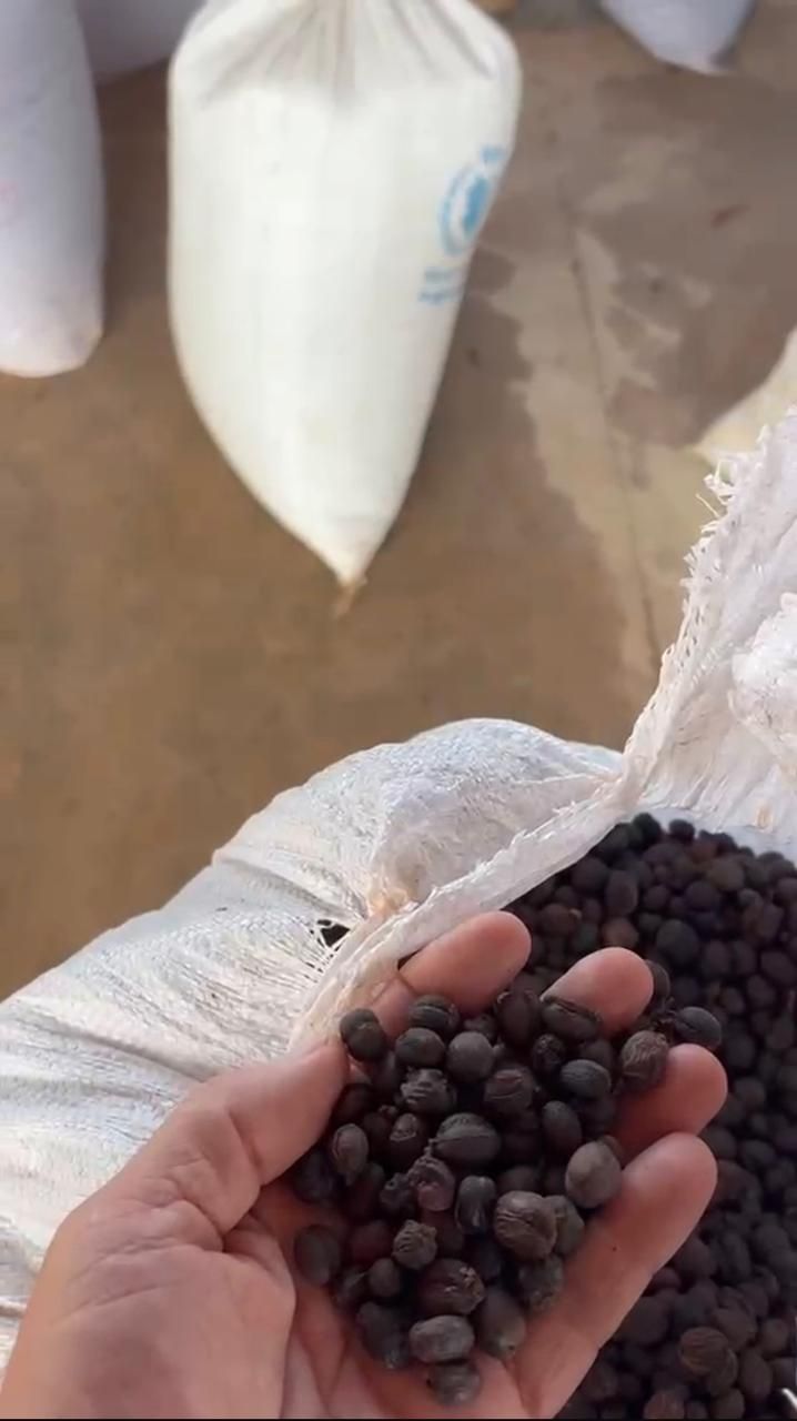 Green coffee beans