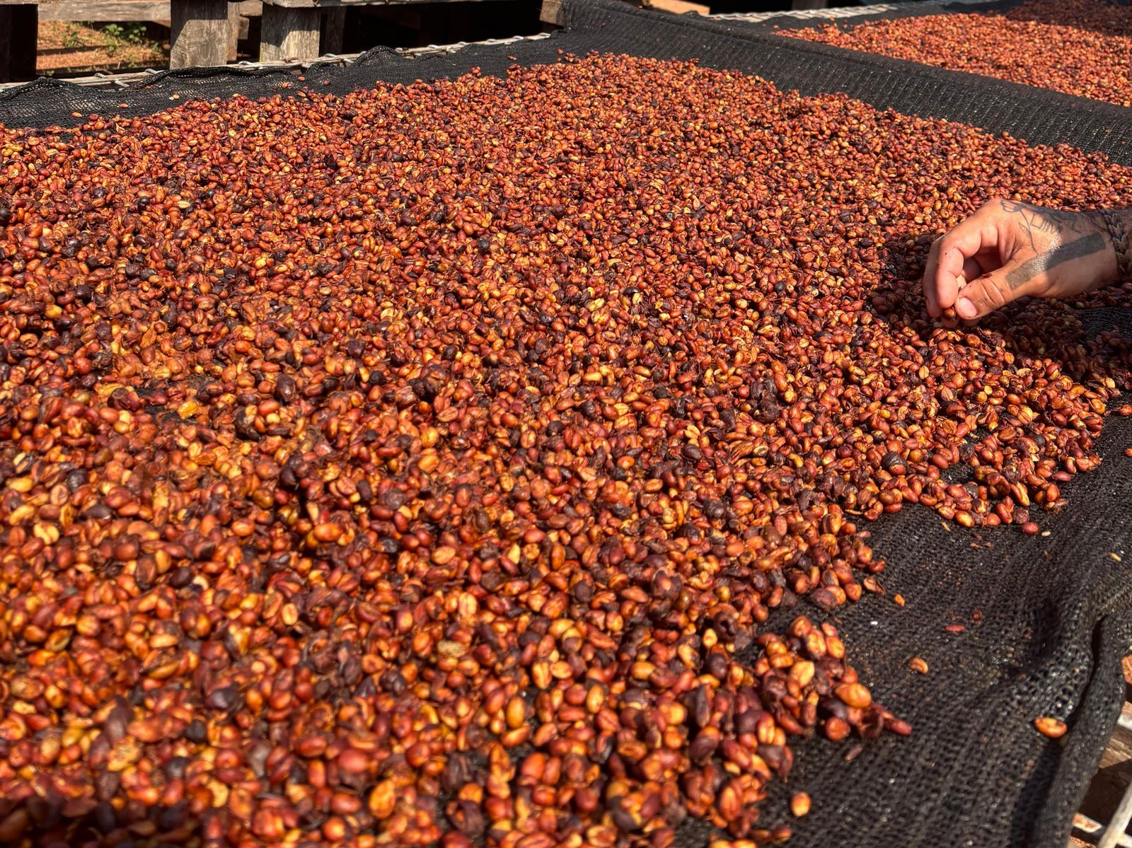 Coffee drying on raised beds
