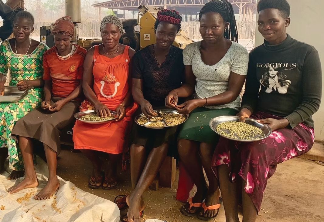 Women outgrowers sorting coffee