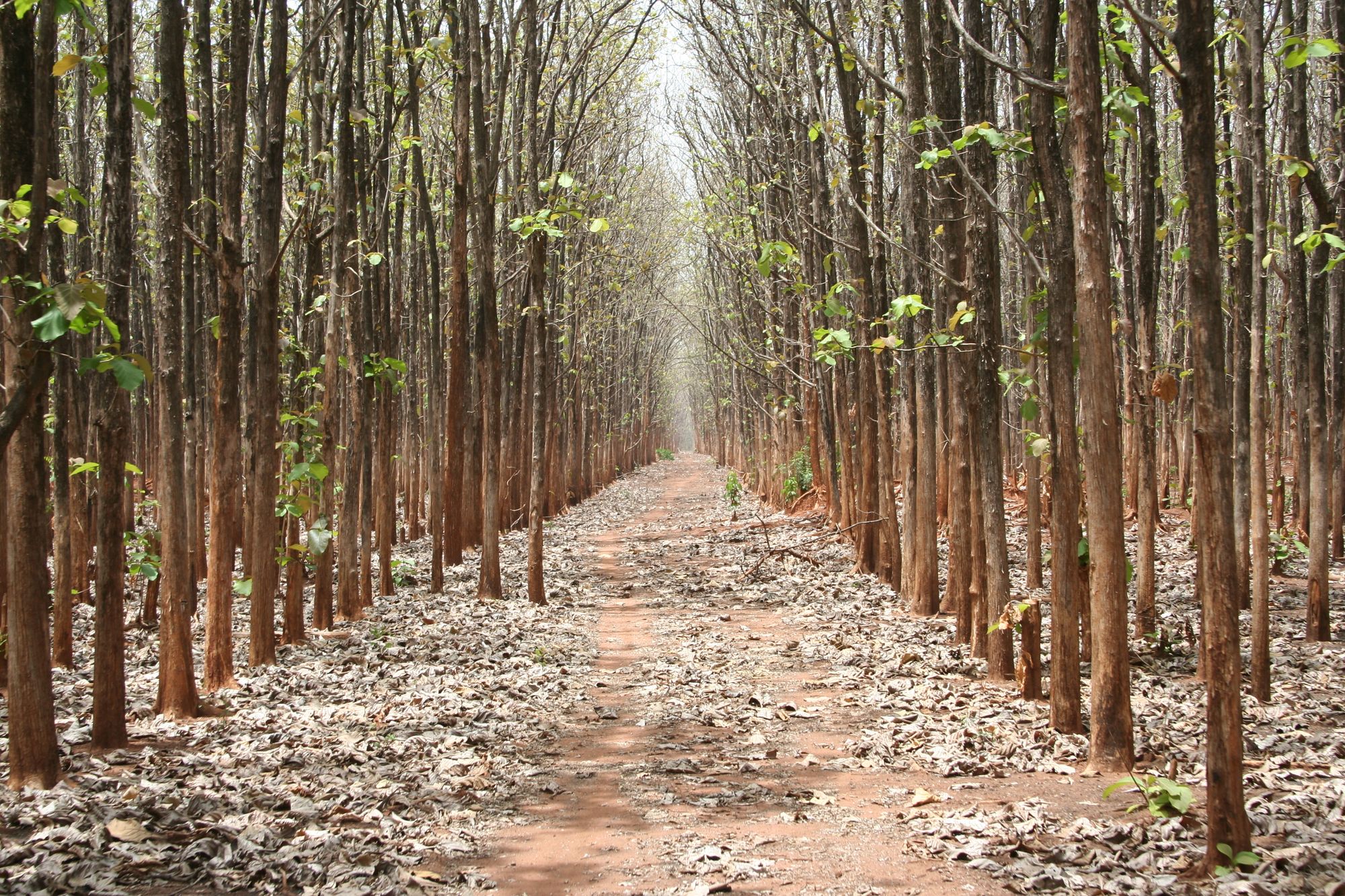 Mature teak plantation avenue in Western Equatoria, South Sudan