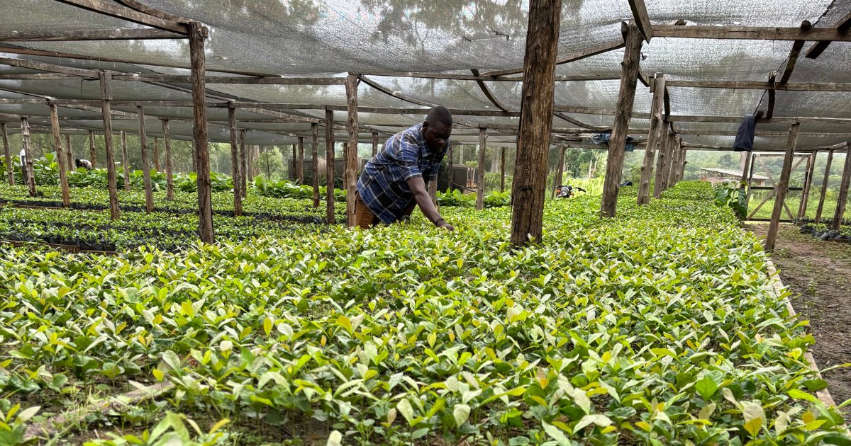 Shaded teak nursery