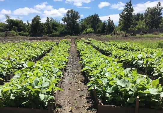 Seedling beds