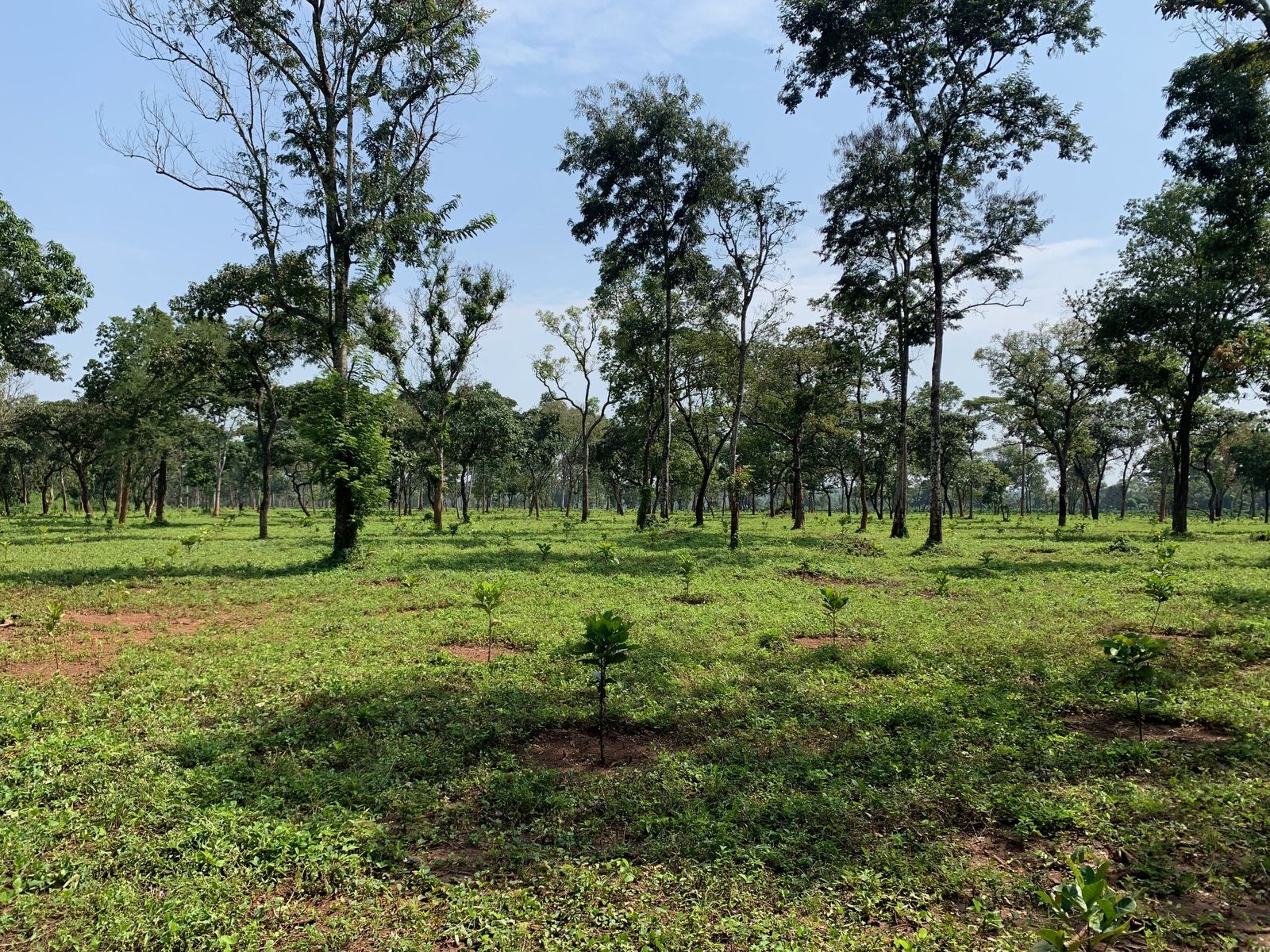 Restored woodland with young trees