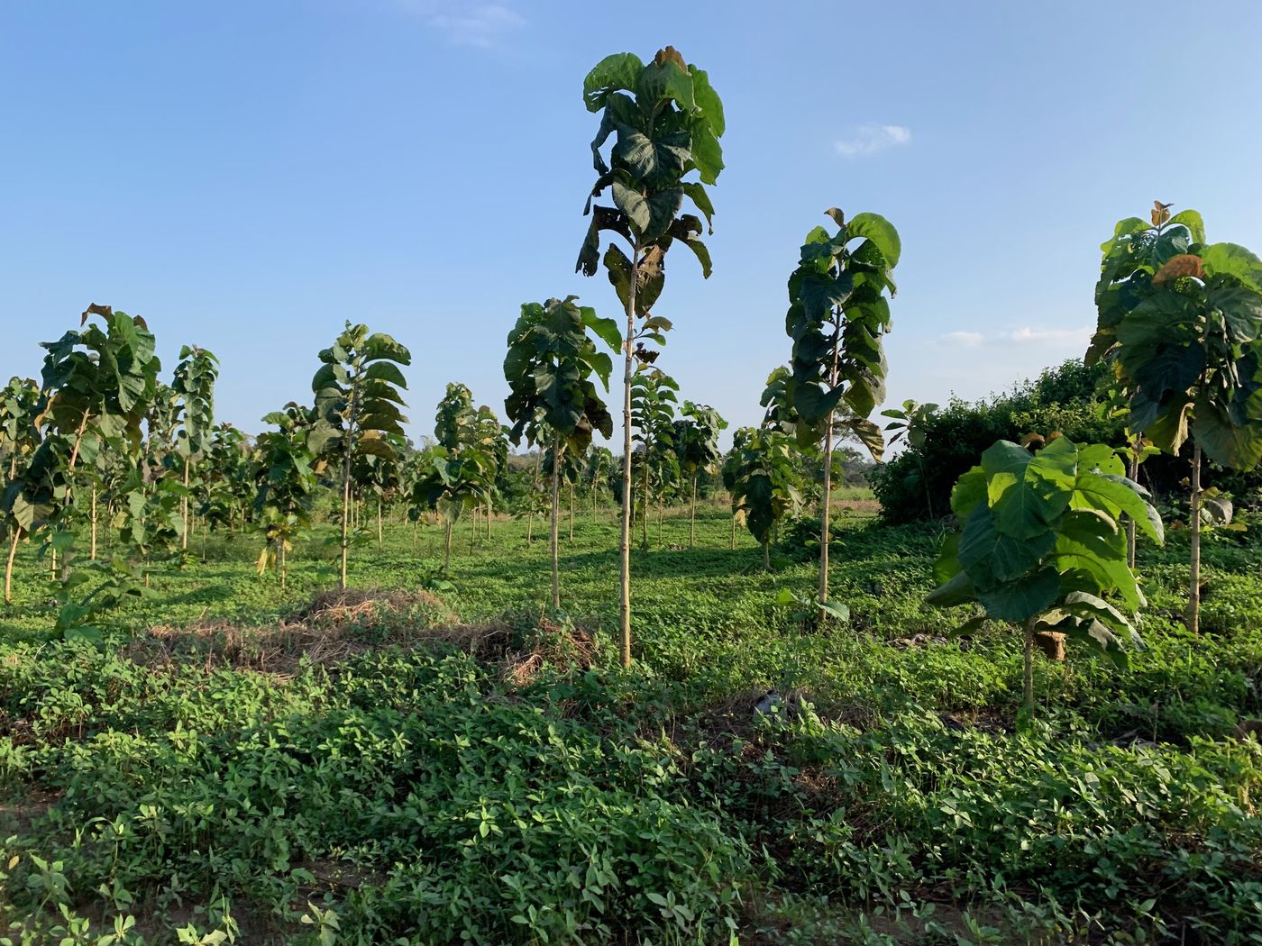 Young teak with banana agroforestry