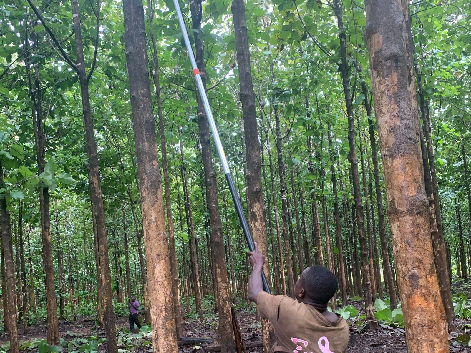 Forestry team pruning teak in a mature compartment