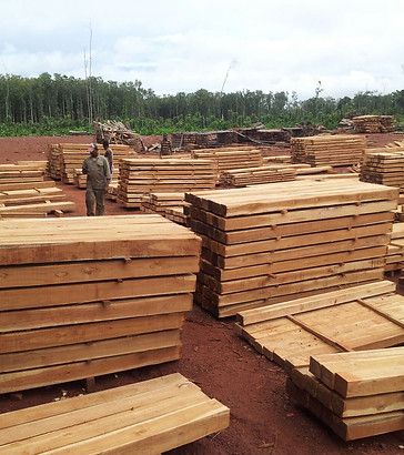 Teak timber yard